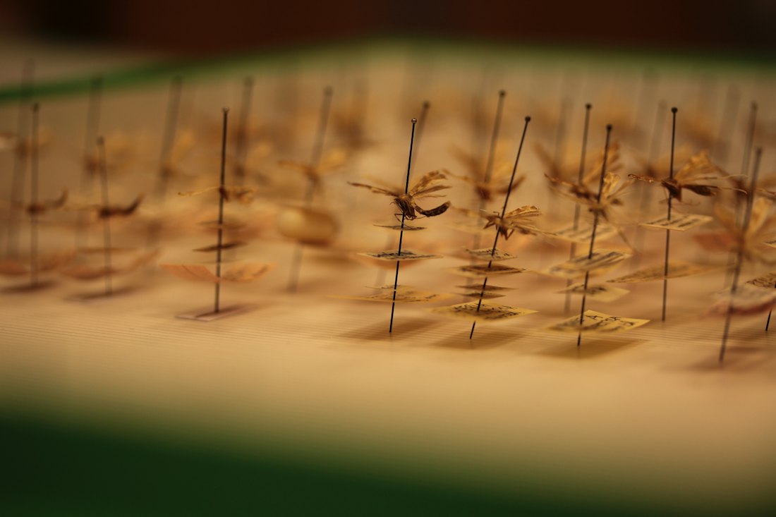 Acupuncture needles prepared for a supervised practical session